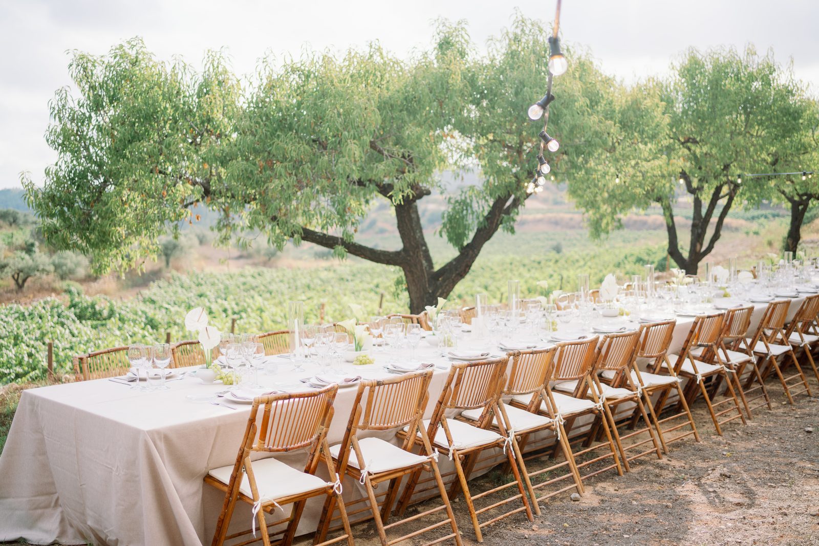 Janice & Finn — long dinner table set among peach trees and vineyards