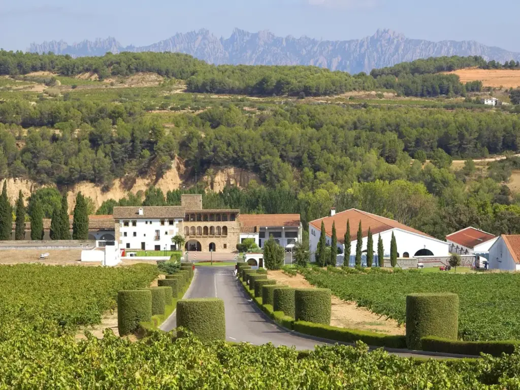 A Complete Guide to Hosting a Wedding in Vineyards at Heredad Segura Viudas